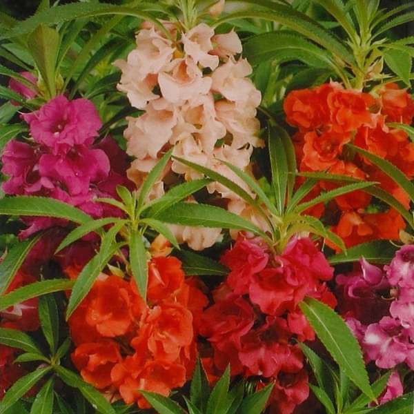Balsam Double Mixed Color Desi Flower Seeds